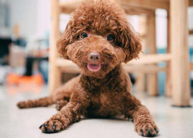 泰迪有时候认不清主人是怎么回事,泰迪认不认识家