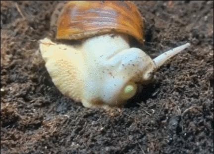 20张珍稀罕见动物照片,16张罕见的动物照