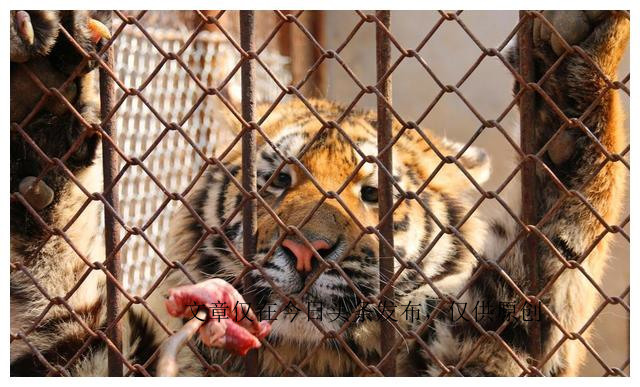 为什么老虎不吃猪肉是有原因的,老虎为啥不喂猪肉
