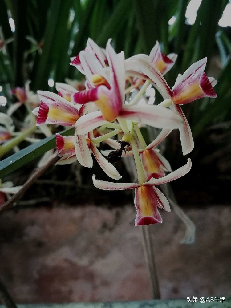 带你认识中华兰花纹瓣兰,顶级纹瓣兰图片