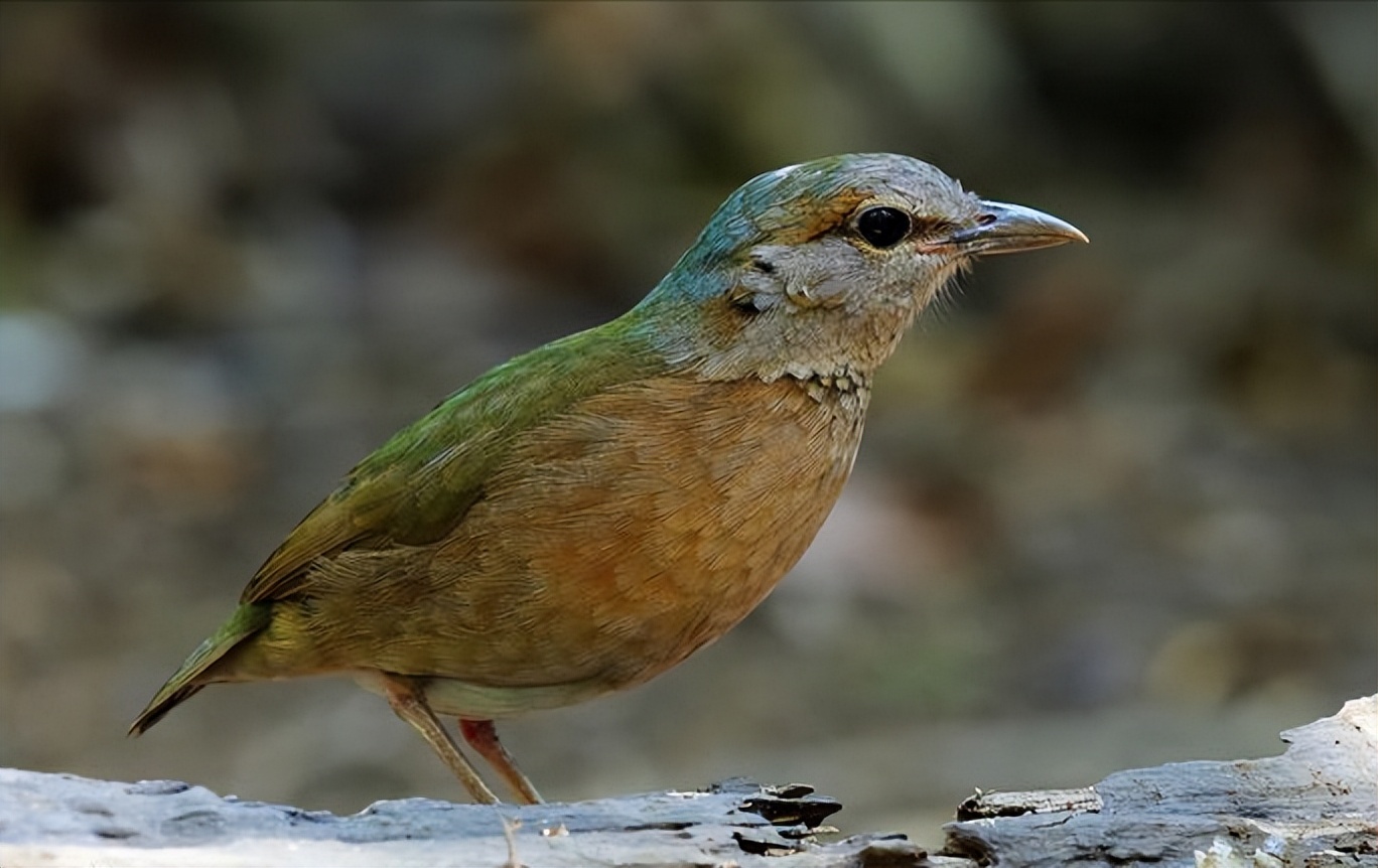鸟儿大全高清图,高清珍稀鸟动态图片大全