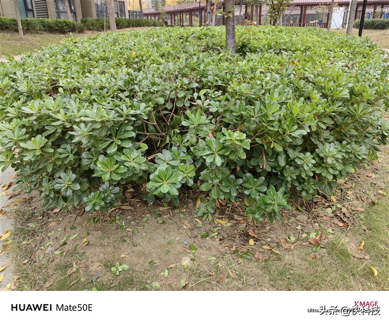 华为mate50e跟mate50哪个先上市,华为mate50和mate50e买哪个好