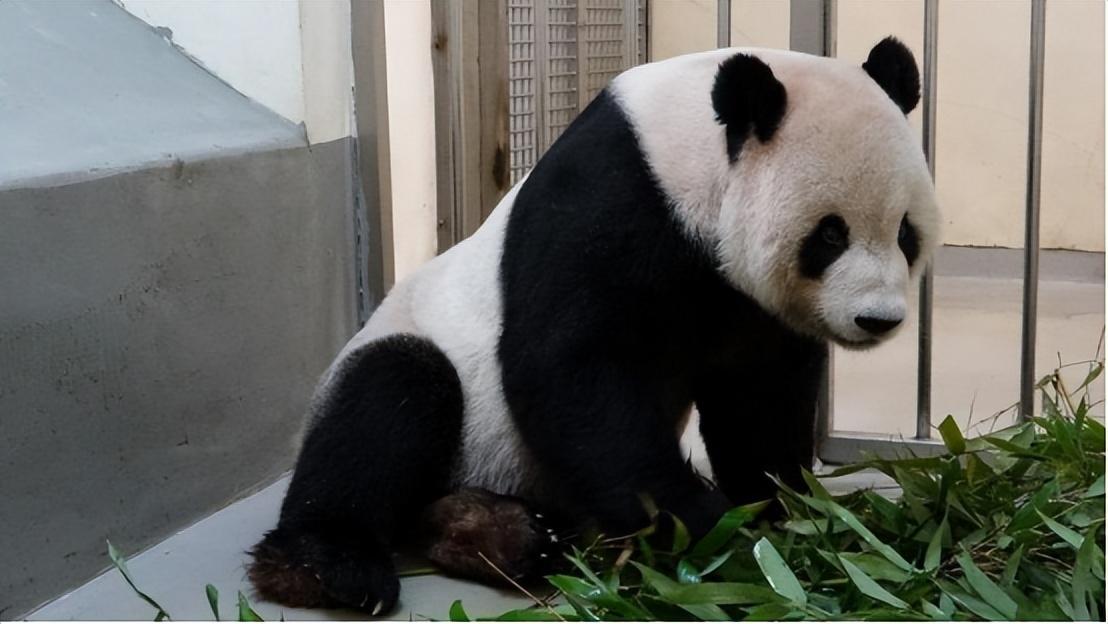 台湾养了3年的宠物,台湾养的熊猫