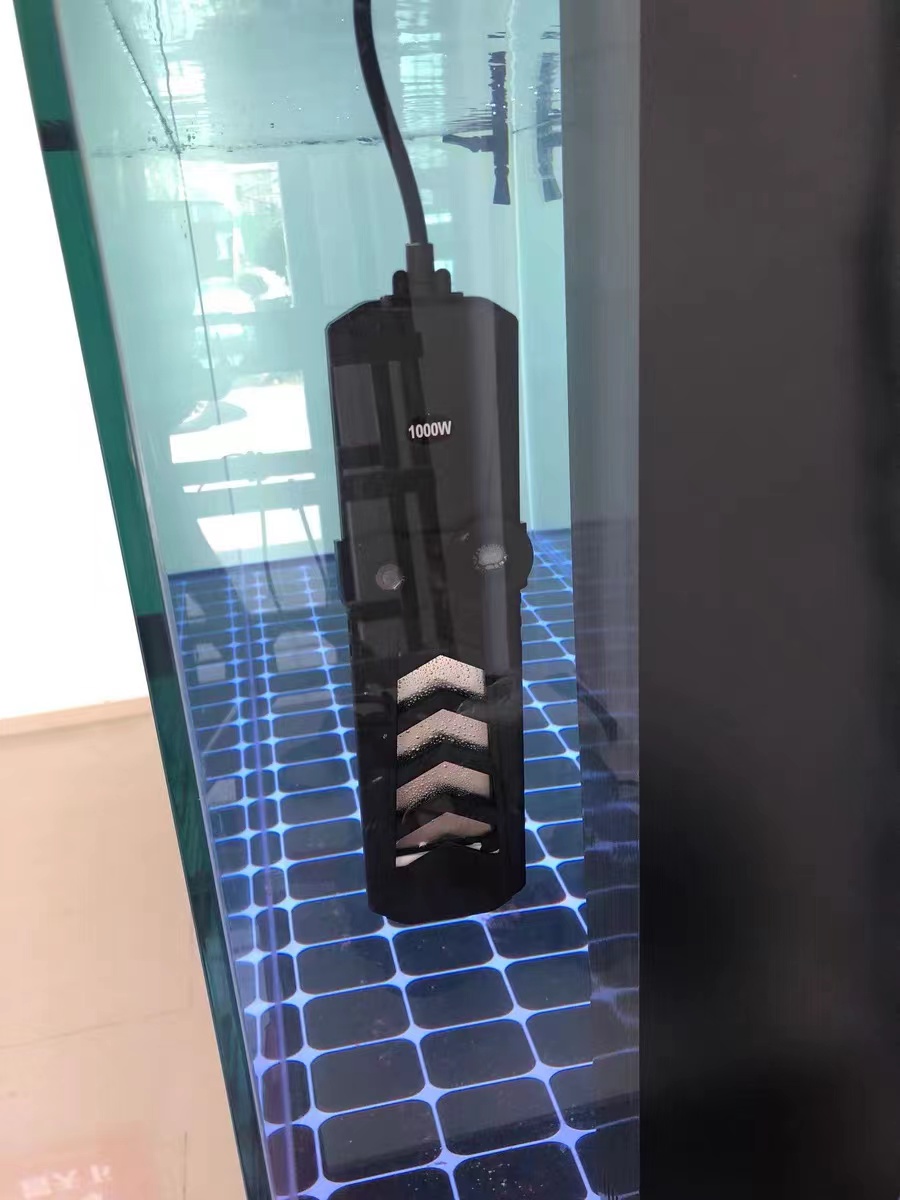 鱼缸大饲养密度小兰寿金鱼能活吗,兰寿金鱼饲养照明灯有必要吗