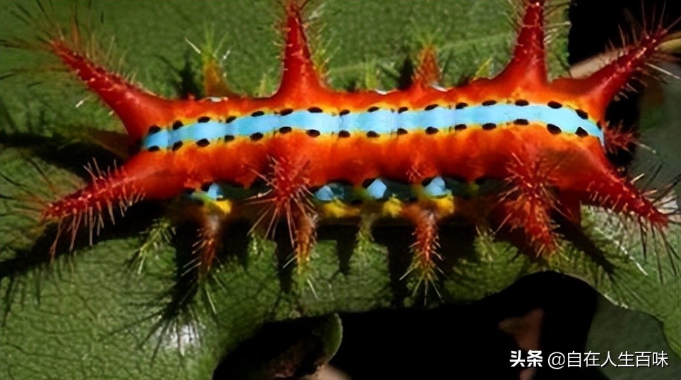 夏天常见的虫子外壳硬,农村房子里面常见的虫子有哪些