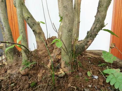 下山老桩发芽弱是什么原因,下山老桩干枯怎么处理