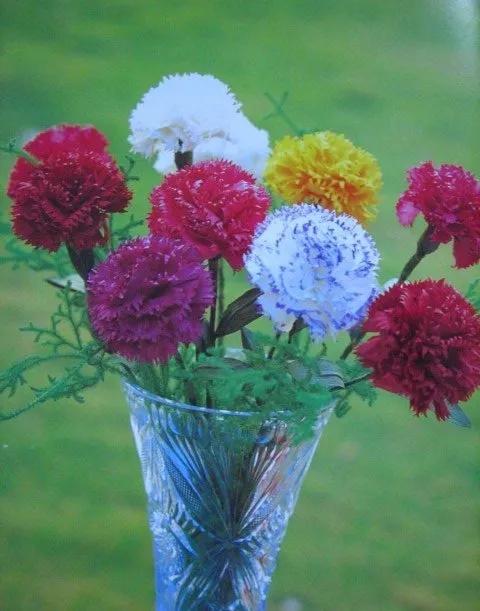 康乃馨花束壁纸,康乃馨壁纸手机超清全面屏