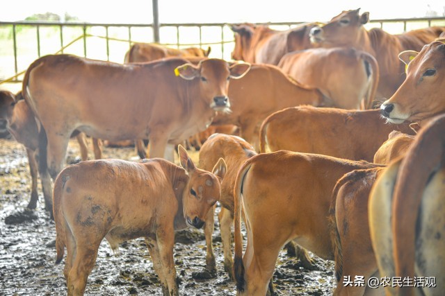 新手养十头牛成本大概多少,养牛养十头牛需要多大面积