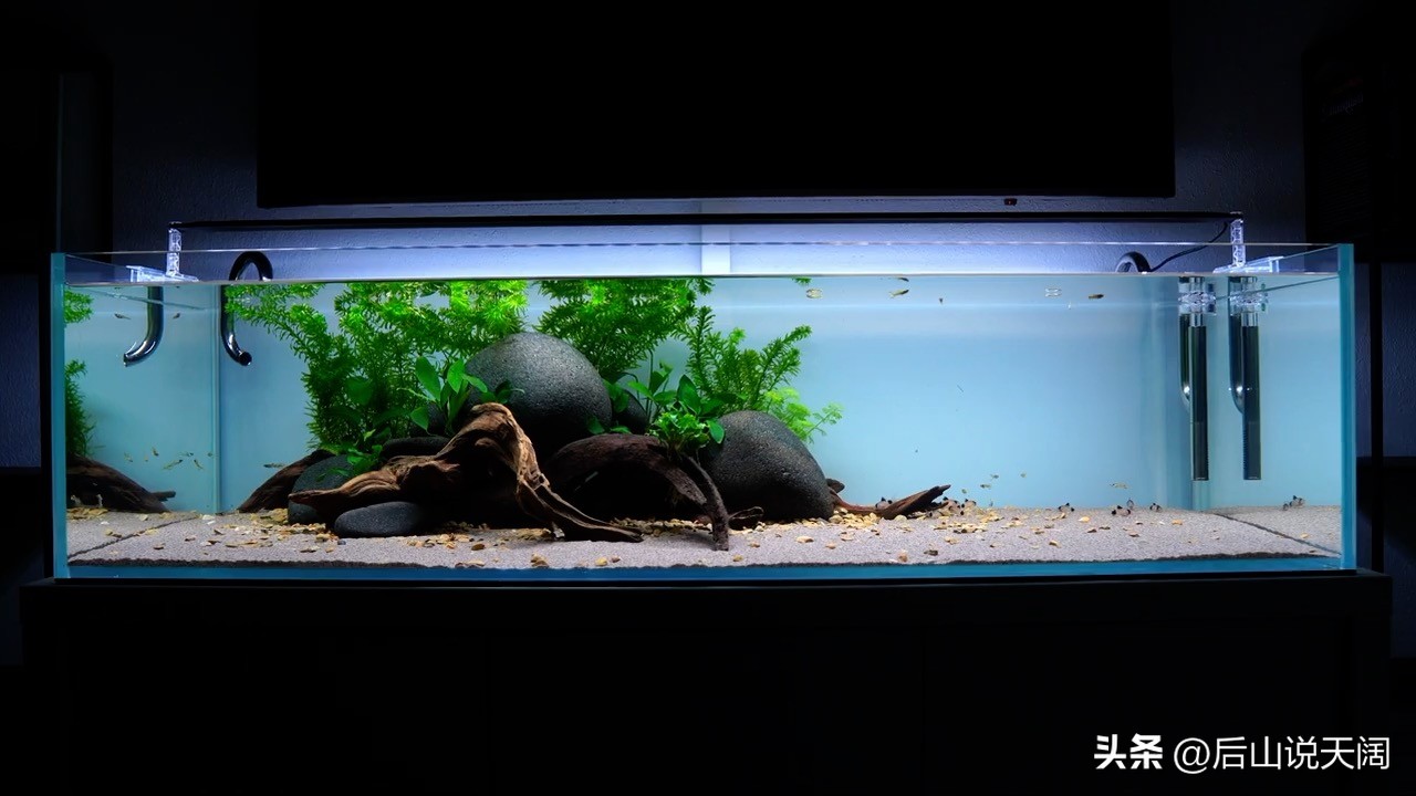 水草小缸养什么鱼最好,适合小型裸缸养的鱼