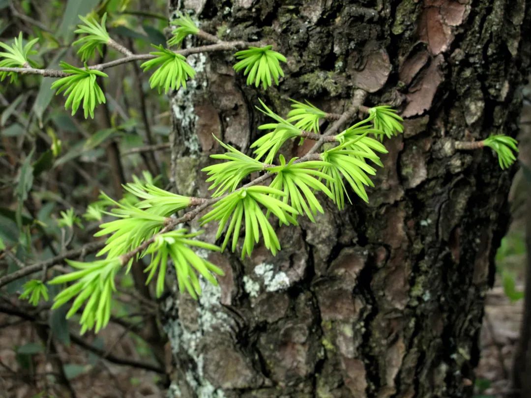 四明山华顶杜鹃,浙东华顶杜鹃群落
