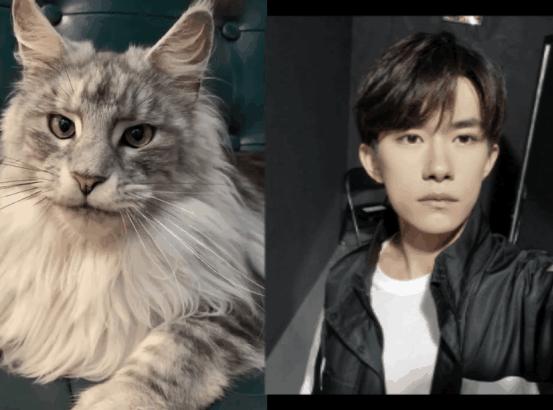 缅因库恩猫银虎斑,缅因猫浅银虎斑