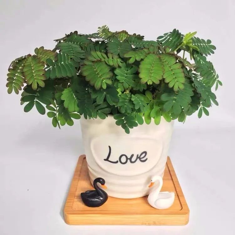 满天星花有毒吗能在卧室养吗,5种不能在室内养的花