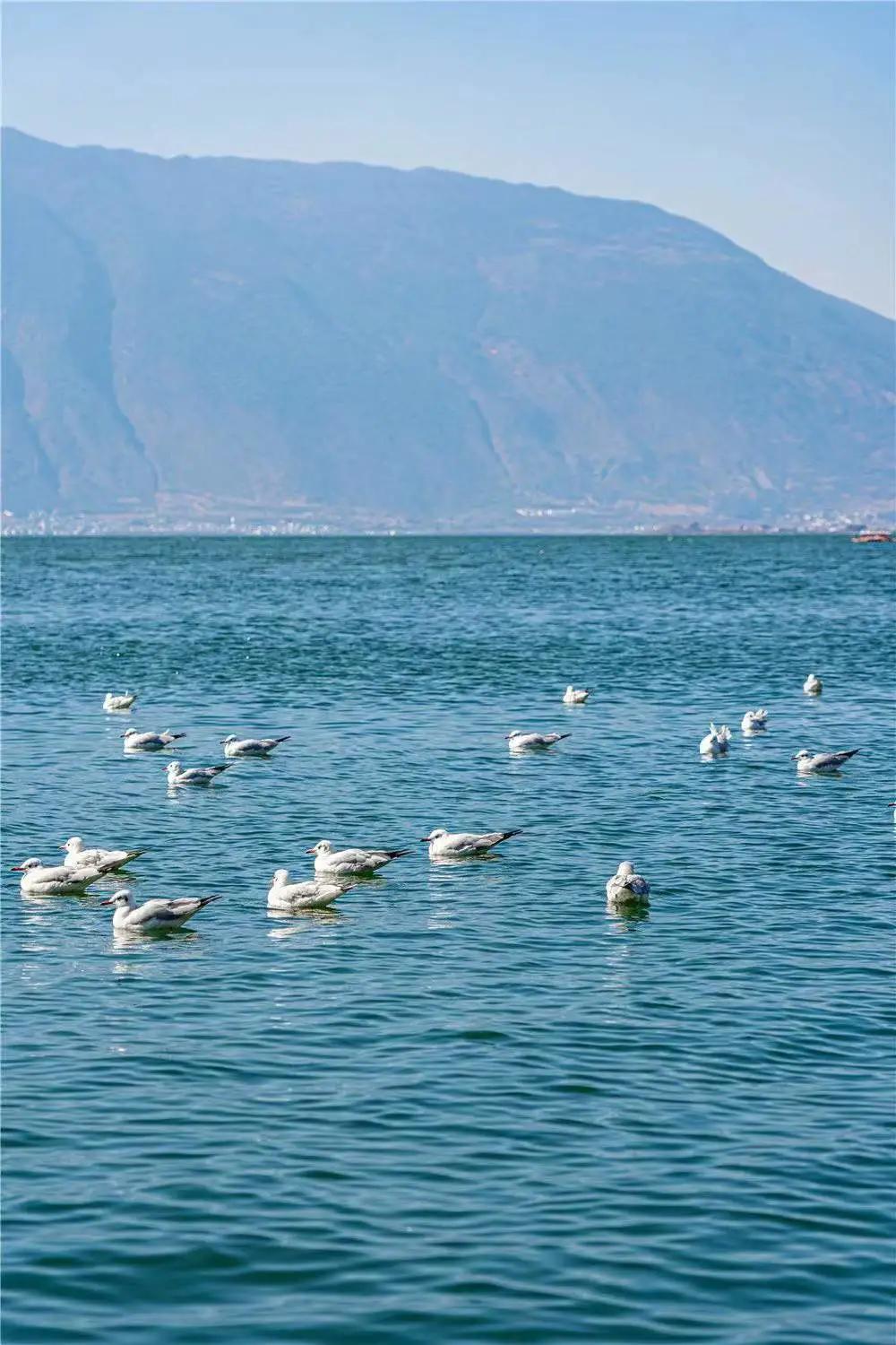 带你去双廊,住在浪漫的双廊洱海边看风景