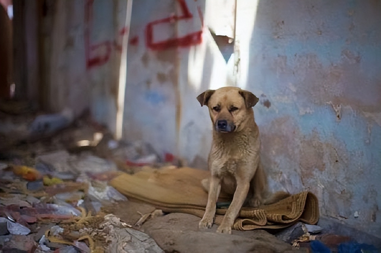 流浪狗的病能自愈吗,流浪狗得了皮肤病