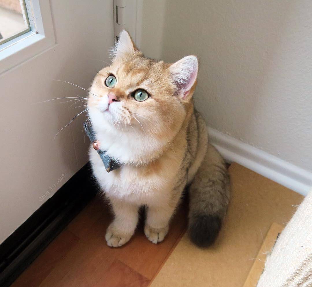 十大热门猫,2023年最热门猫咪排行榜