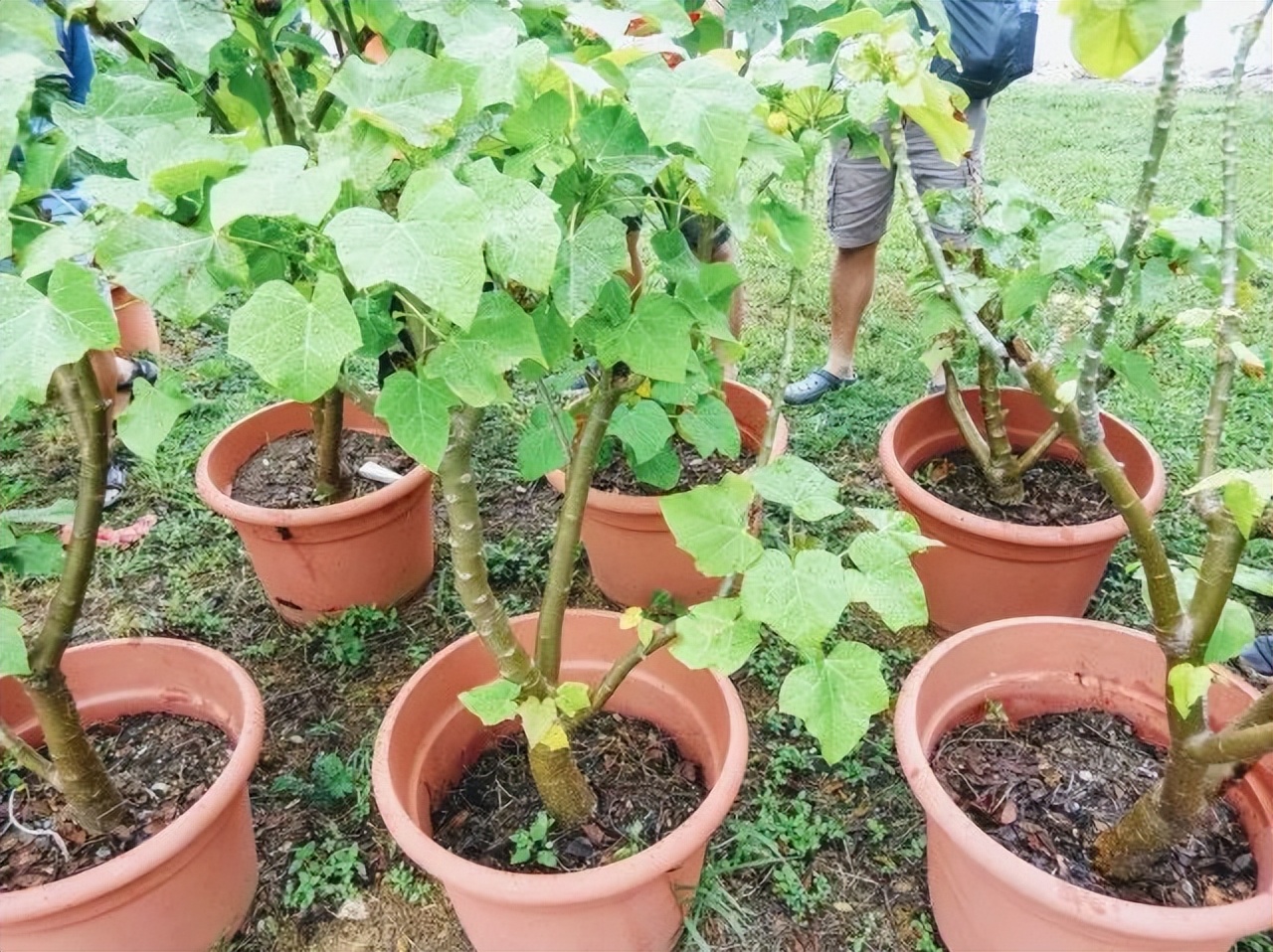 新加坡为什么那么多垃圾桶,新加坡超市不卖垃圾袋吗