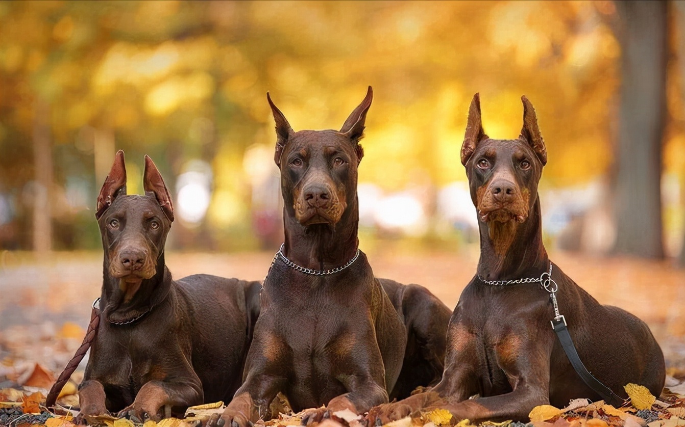 为什么不能养杜宾犬呢,网友劝不要养猫