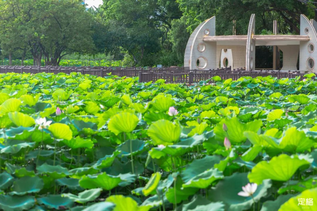 十大风景最美的湖泊排行榜,深圳风景美丽的湖泊