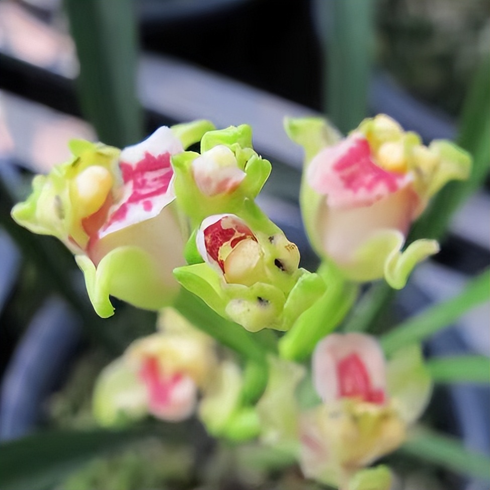 顶级仙气的兰花,最近发现的珍稀兰花