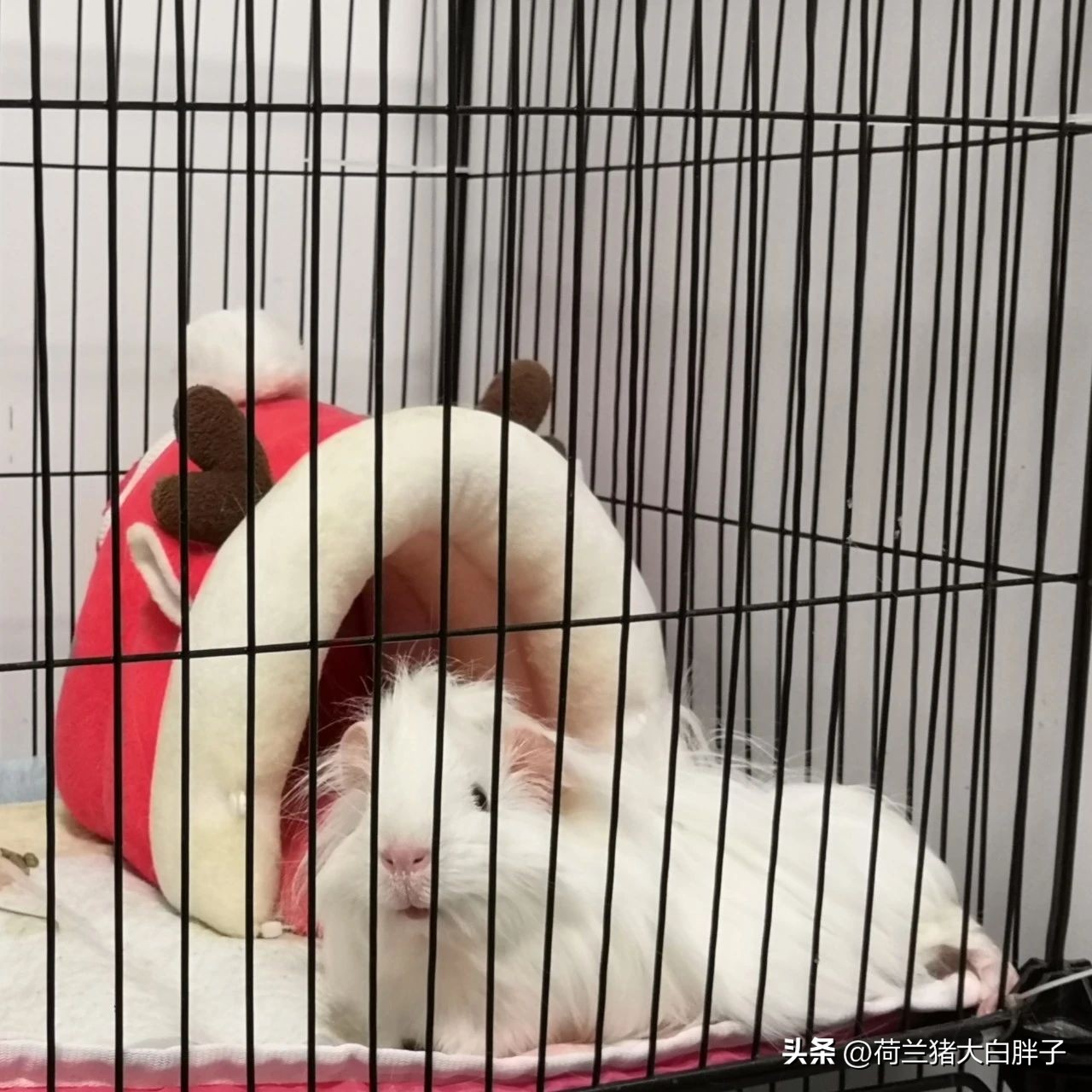 喂养荷兰猪它都吃什么,荷兰猪吃些什么东西怎么喂养的