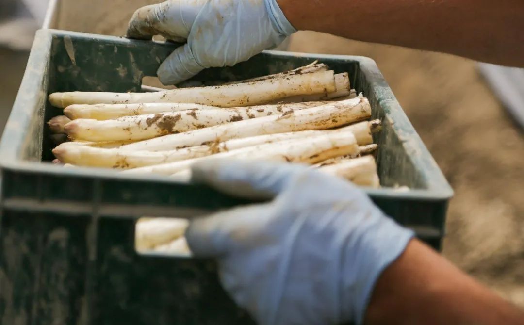 爱马仕单品智商税,号称蔬菜界的爱马仕