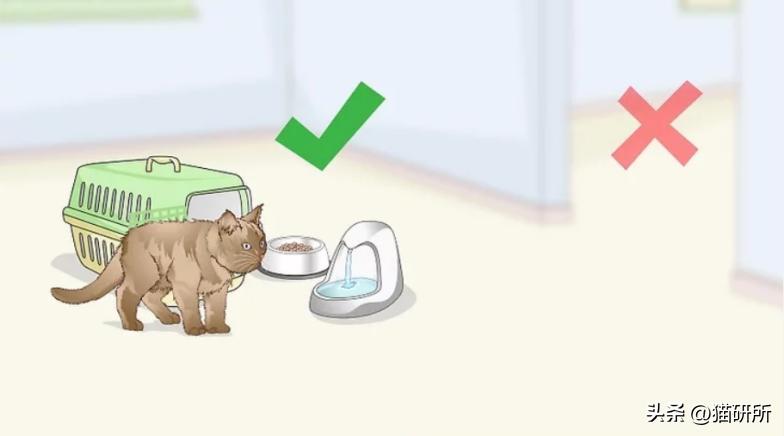 猫咪受惊吓一直舔毛怎么办,猫咪受惊吓得了猫传腹