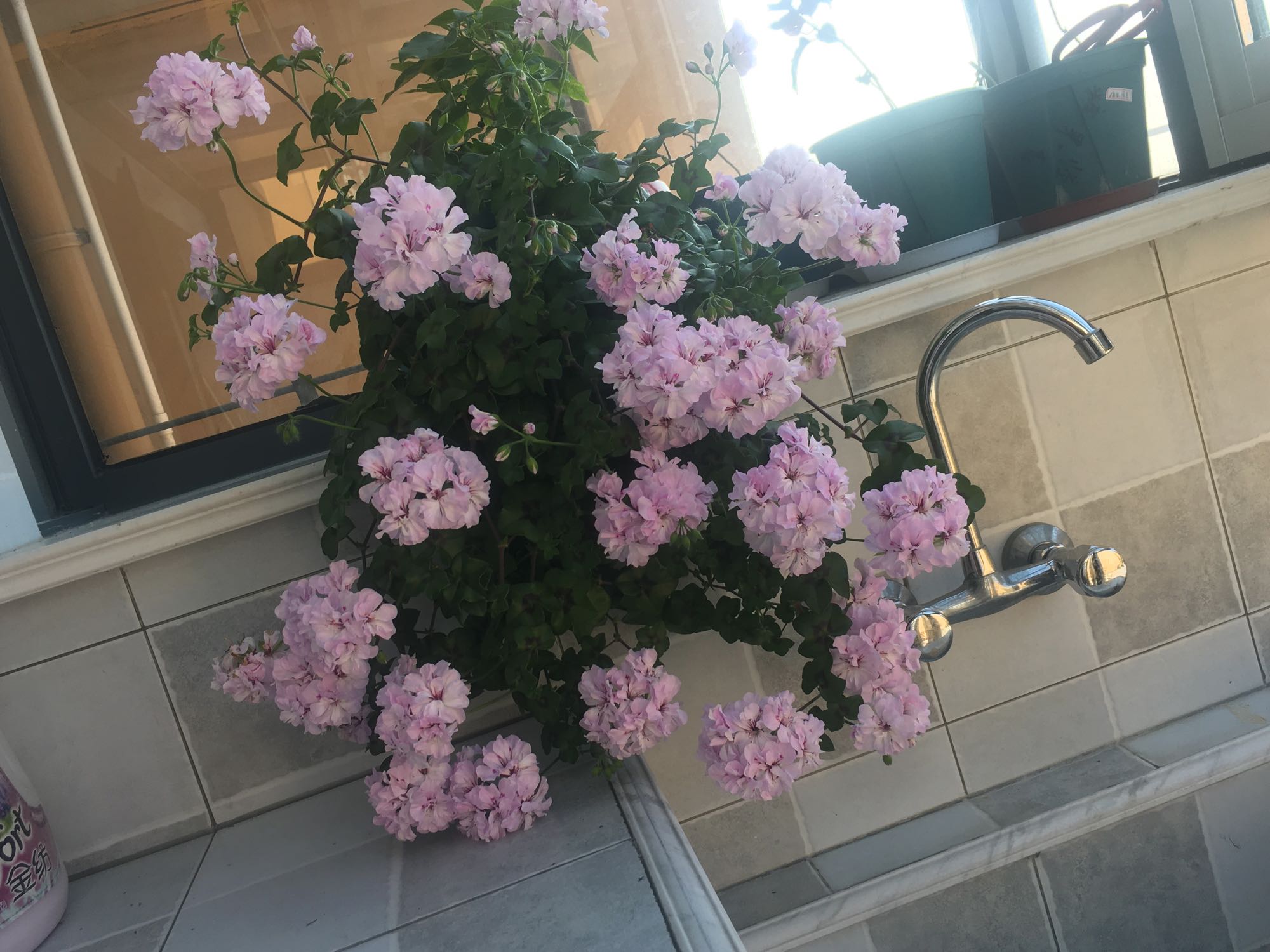 阳台养玫瑰月季吉利吗,吉普赛女王天竺葵室外还是室内