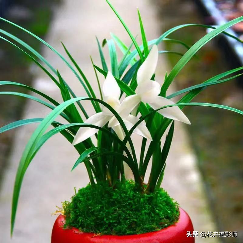 我国独有的“雪中花”，清新脱俗，开品端正，还不赶紧去捡漏