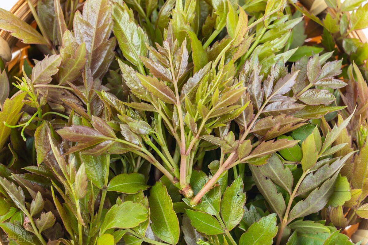 植物黄酮对人体有什么好处,含黄酮最高的植物排名