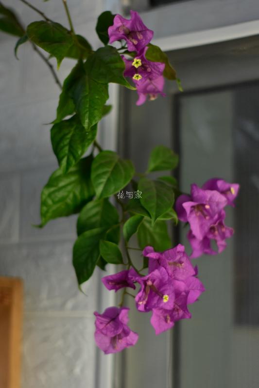 三角梅烂根如何拯救,三角梅换盆引起烂根什么原因