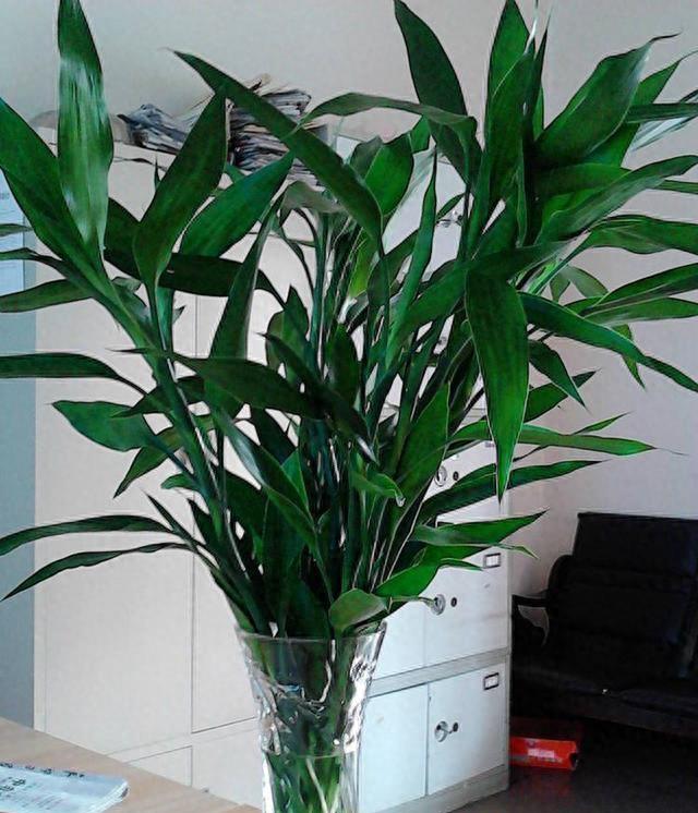 富贵竹几根寓意好,富贵竹要放几根才是吉利数字