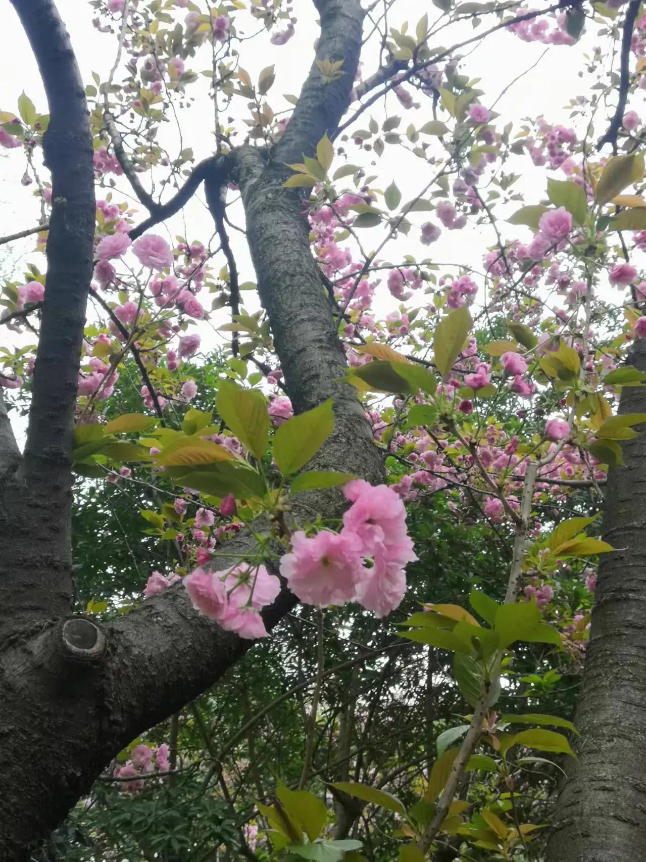 樱花校园鲁迅先生,鲁迅先生您是我的崇拜者