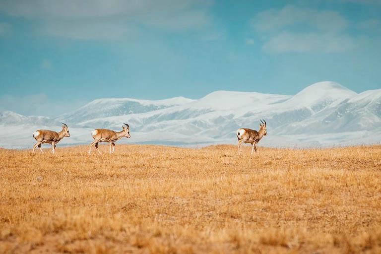 玉树的旅游景点,青海玉树旅游线路推荐