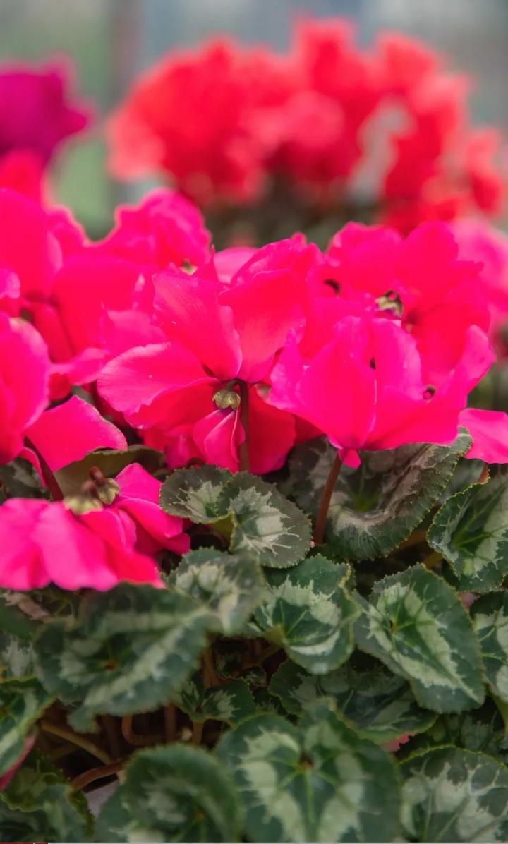 武汉春节惠民活动,武汉人的福利