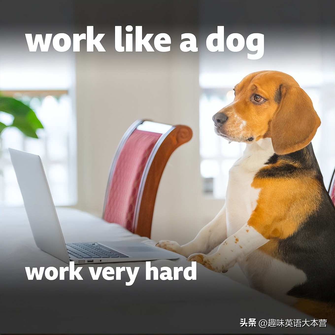 每日英语日积月累,上班族每日英语推荐