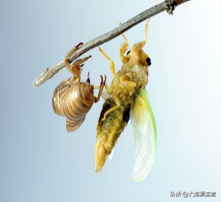 童年的记忆抓知了,体验儿时抓知了