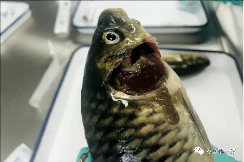 鲤浮肿病毒,CEV：鲤浮肿病研究进展与治疗鲤传染性水肿病的探讨