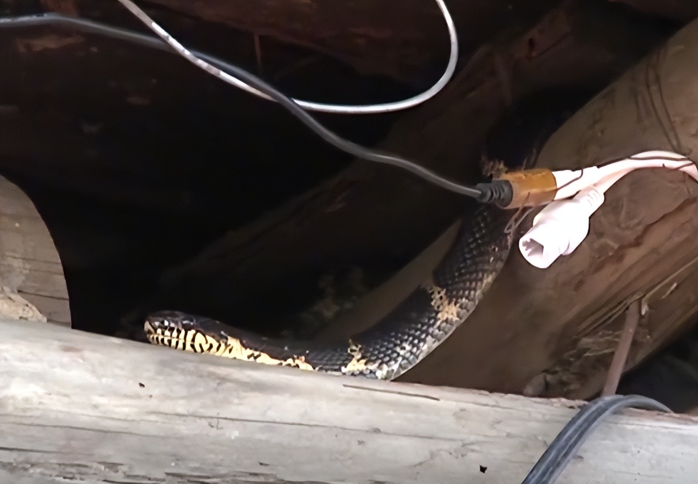 黑龙江女子和蛇同居15年,黑龙江男子和蛇一起生活三年