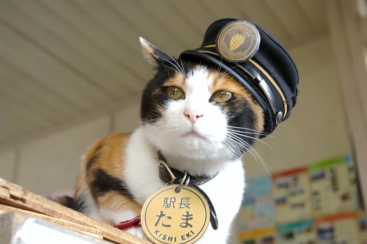 为什么猫没狗工作能力强,猫为什么不如狗那么忠诚听话呢