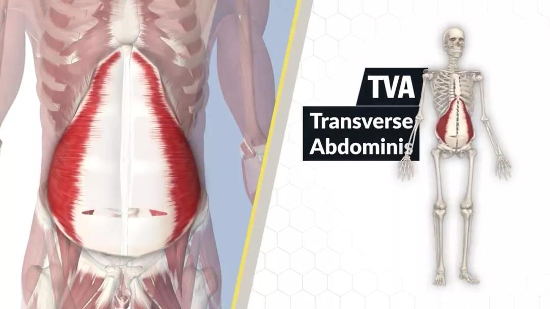 虐腹运动瘦肚子马甲线日本方法,沉浸式虐腹八分钟腹肌马甲线