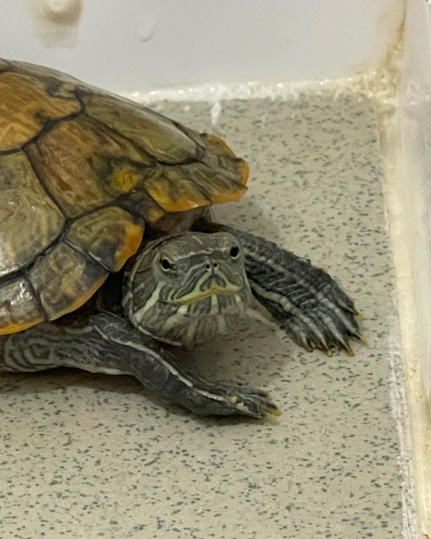 巴西龟冬天不吃东西不动怎么回事,冬天巴西龟为什么不吃东西