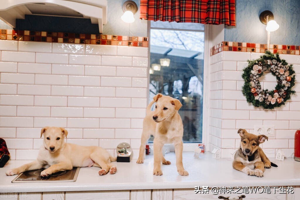狗吃东西知道饥饱吗,狗吃馒头什么意思