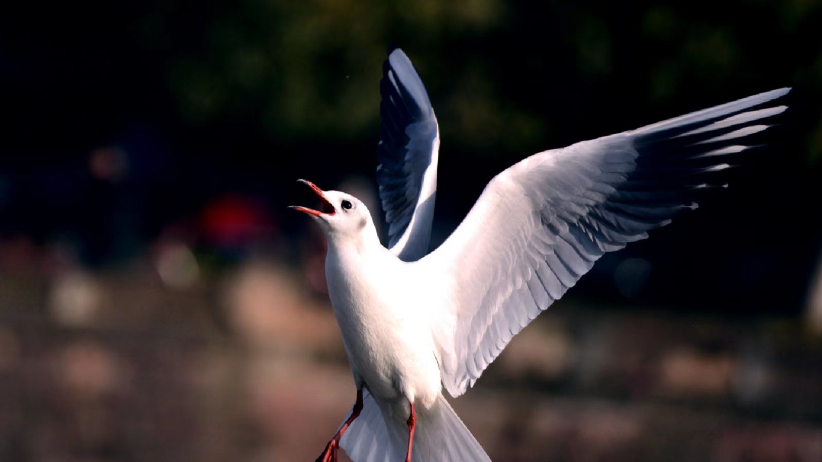 左岸红树湾府缺点,中信城开红树湾143平
