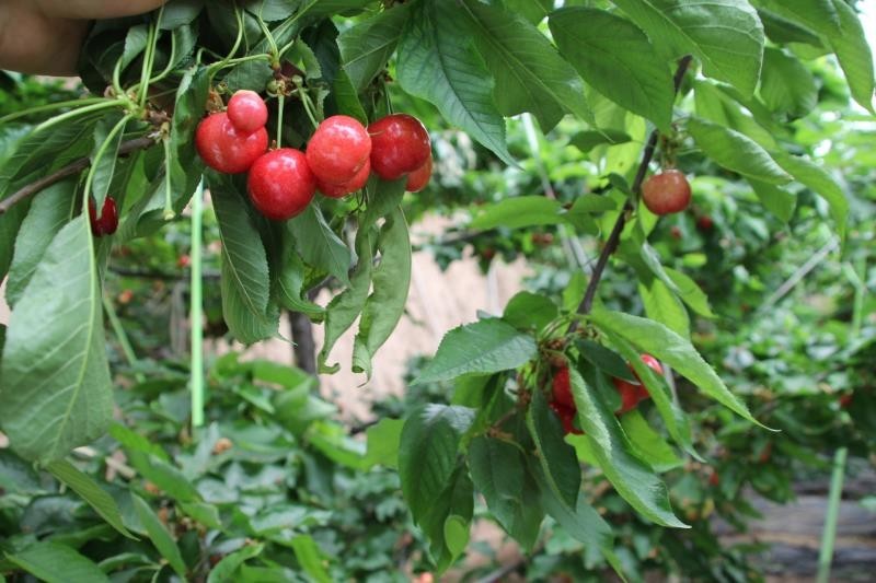 樱桃病虫害防治及管理专家,樱桃病虫害周年管理技术讲解