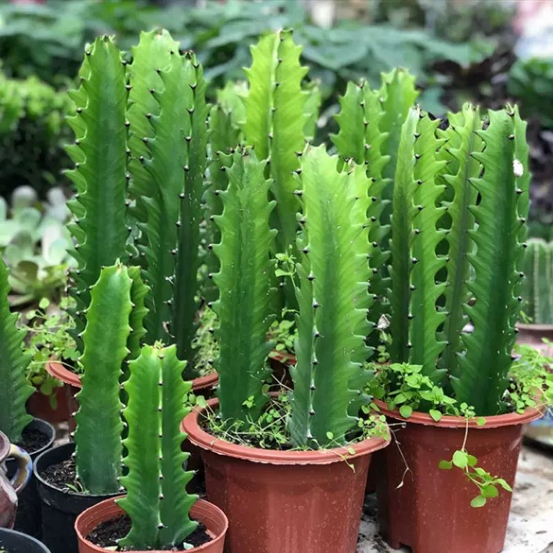 龙骨花夏天怎么黄叶,龙骨花烂根怎么补救