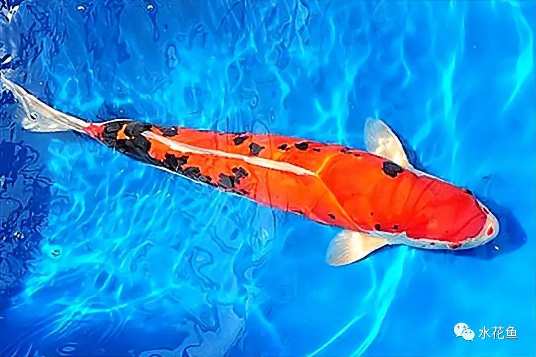 锦鲤的种类和图片大全,常见的十种锦鲤品种图片