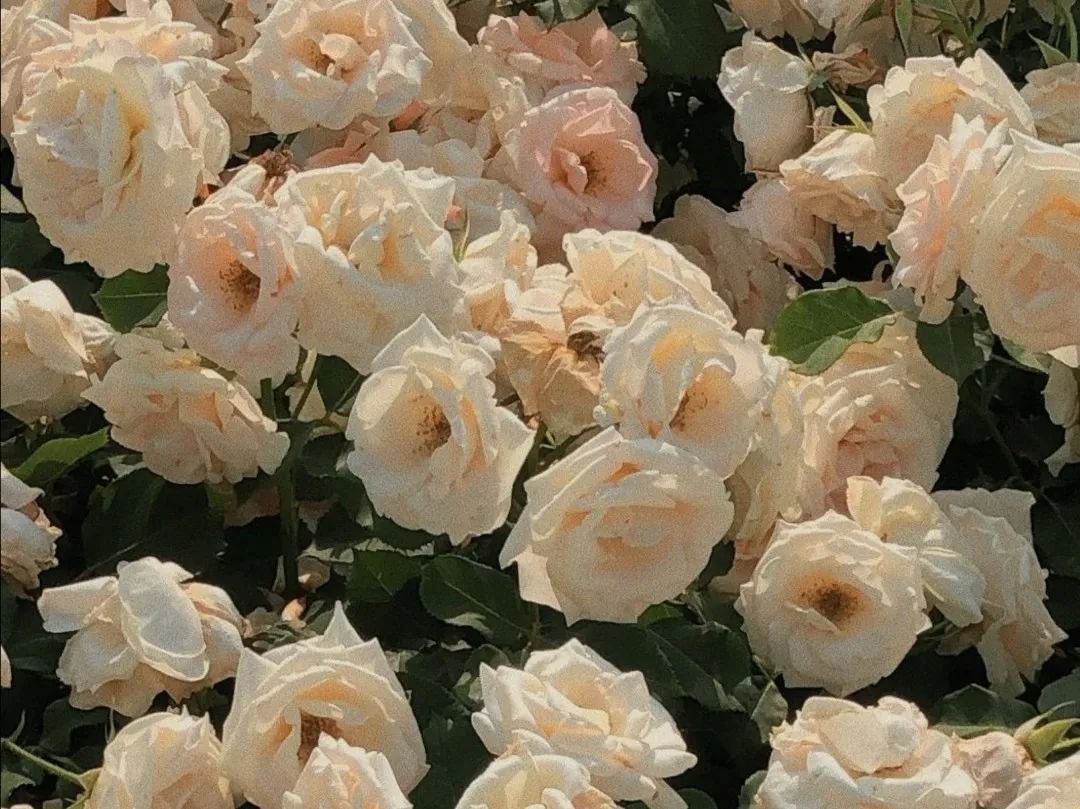 三行情书深度解析文案,纸短情长三行情书文案