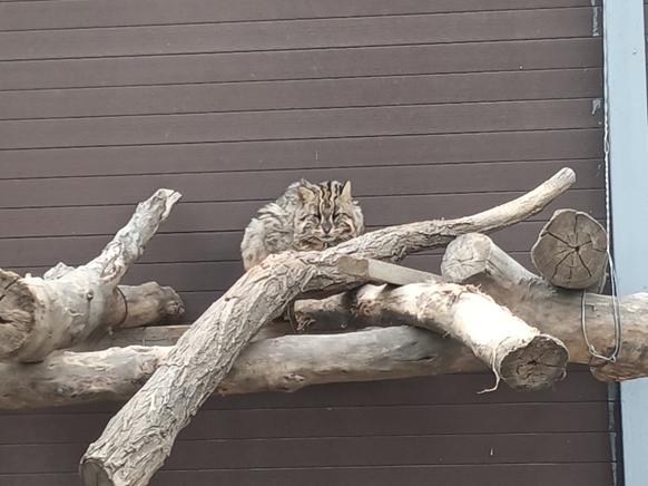 包头市动物园在哪里,包头劳动公园动物园