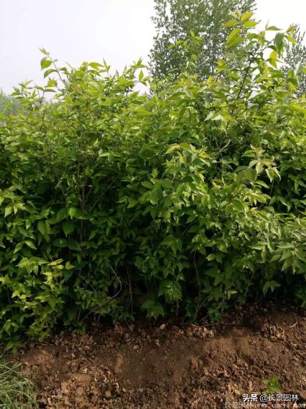 上海优质金银木价格,金银木价格一览表