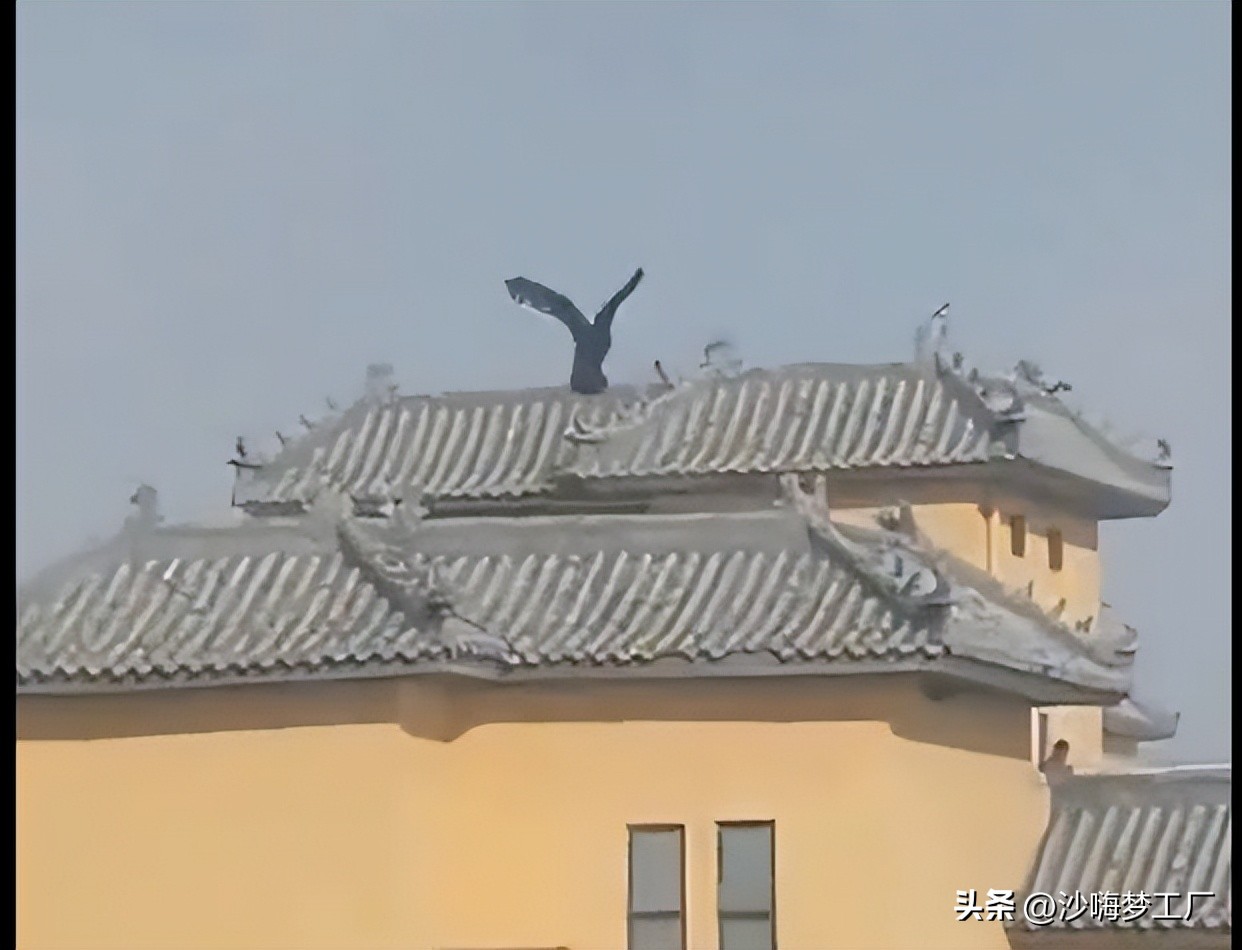 小区里出现巨鸟,小区惊现大鸟